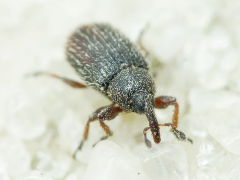 Gymnetron stimulosum Germar, 1821